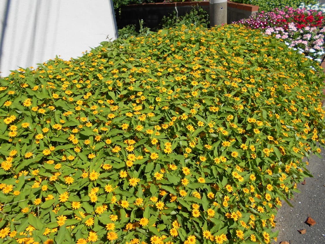 니콘 쿨픽스 Nikon Coolpix A100 블랙 상품이미지5