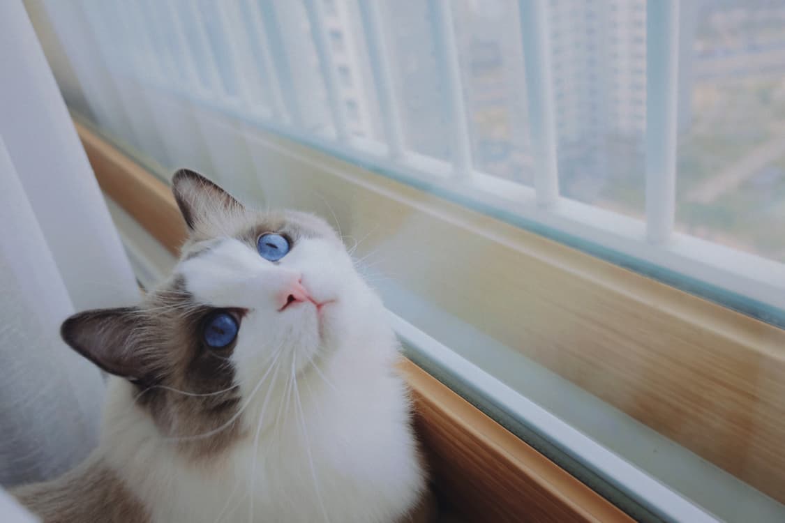 고양이 상품이미지1