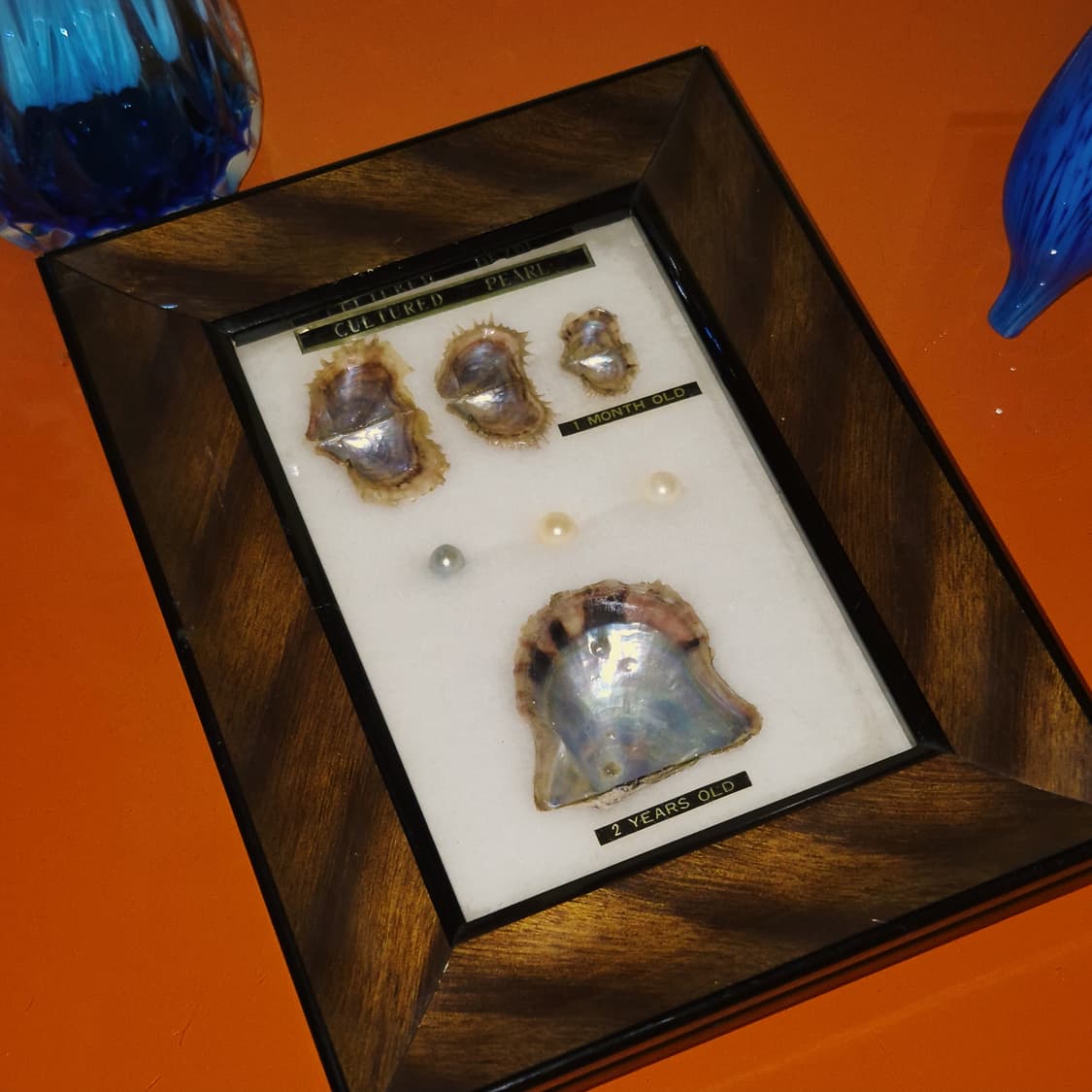 60s 이세시마 엔틱 진주 표본 우드 액자 상품이미지9