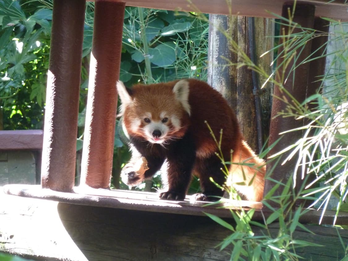 파나소닉 루믹스 DMC-TZ10 (mint) 상품이미지5