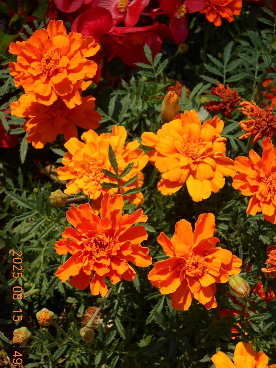 Nikon CoolPix S80 상품이미지3