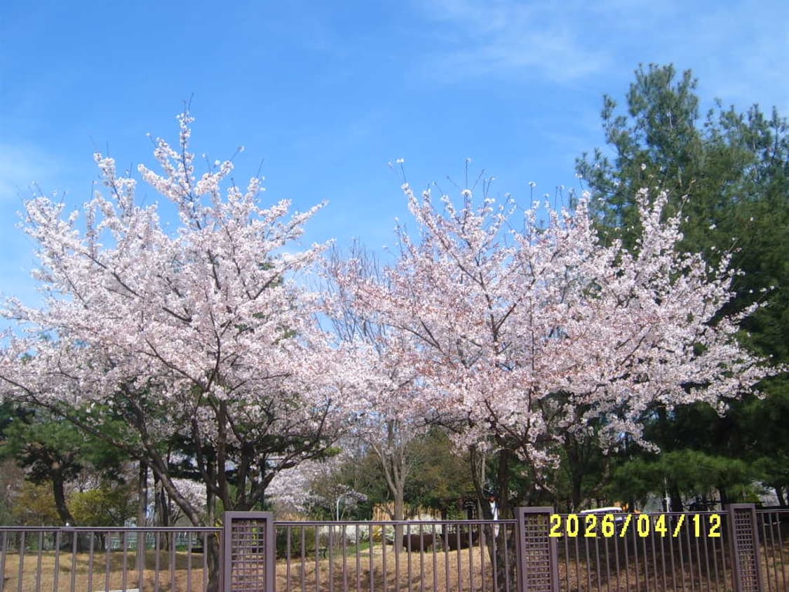 삼성 케녹스D3100(d470)디카 상품이미지10