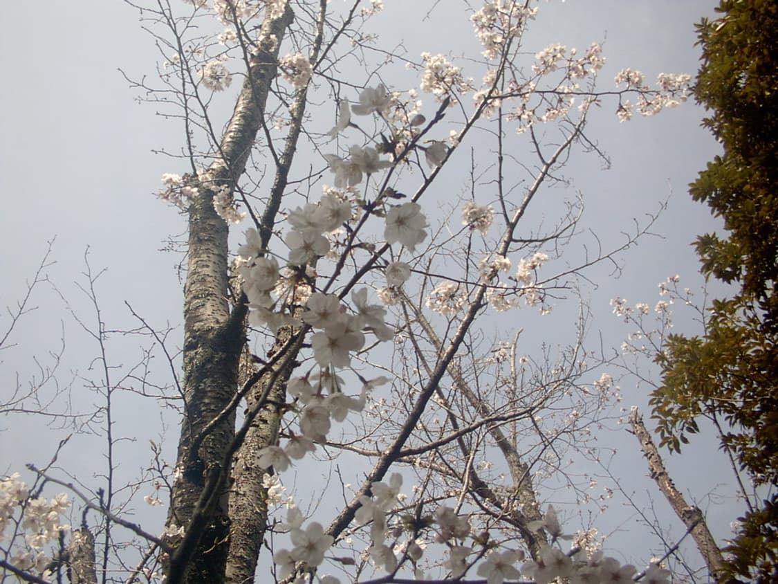 [헬로키티 에디션🎀] 도시바 Toshiba  SORA PDR-T15 상품이미지10