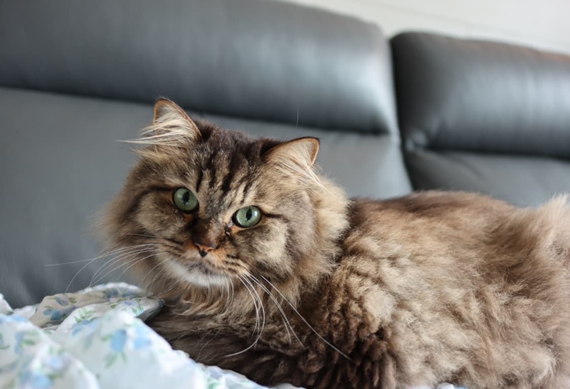 Canon Eos M6 mark2 미러리스 브이로그 풀세트 작례 O 상품이미지9