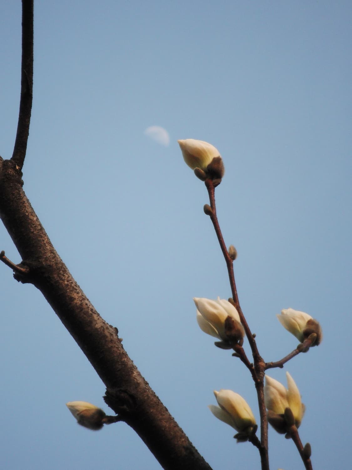 무료배송)후지필름 파인픽스 Z70 빈티지 디카 상품이미지10
