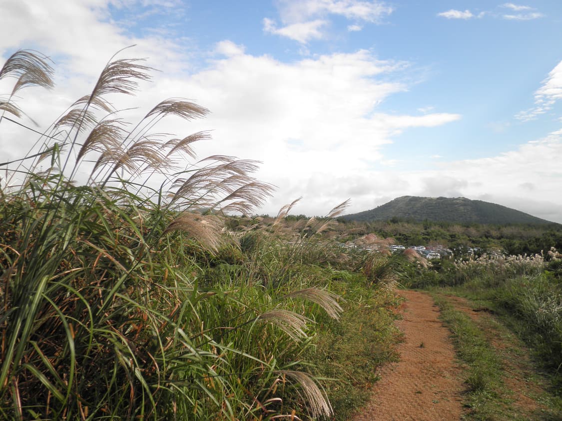 올림푸스 뮤 5010 라이트핑크 빈티지디카 상품이미지8
