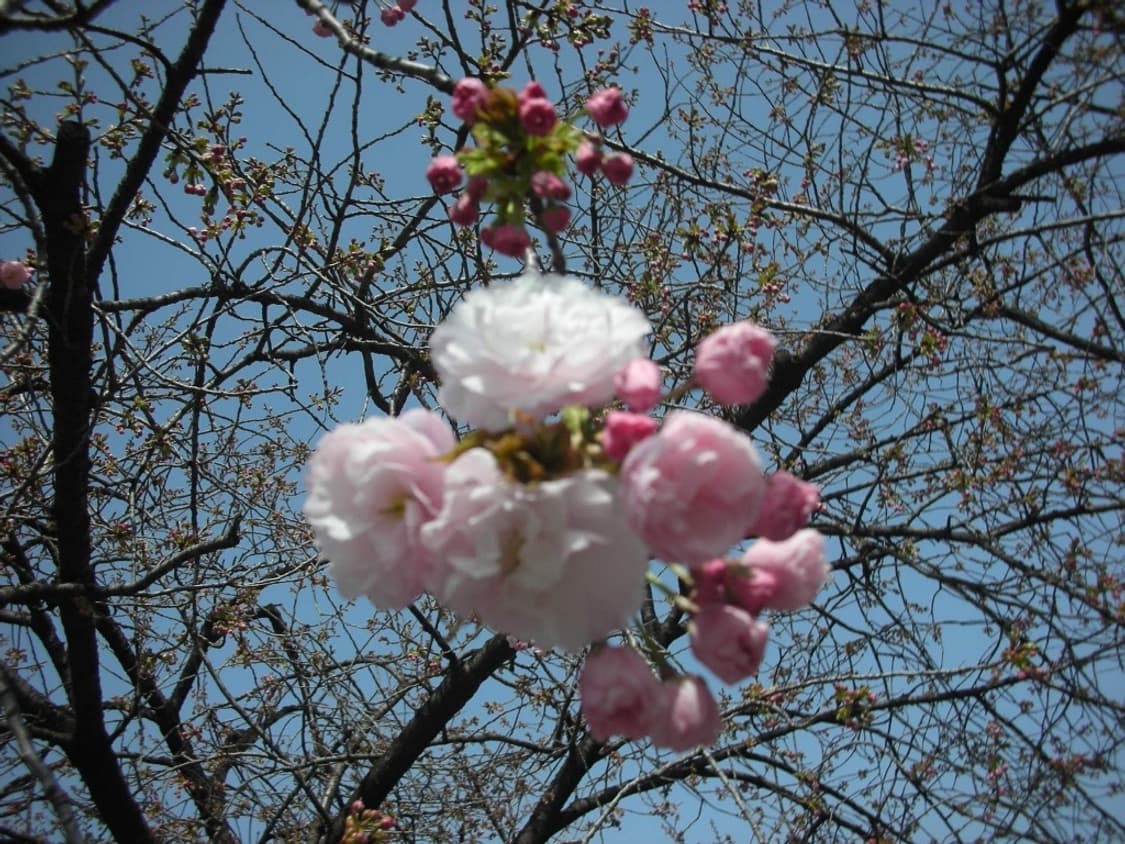 니콘 쿨픽스 Nikon Coolpix S5 화이트 상품이미지4