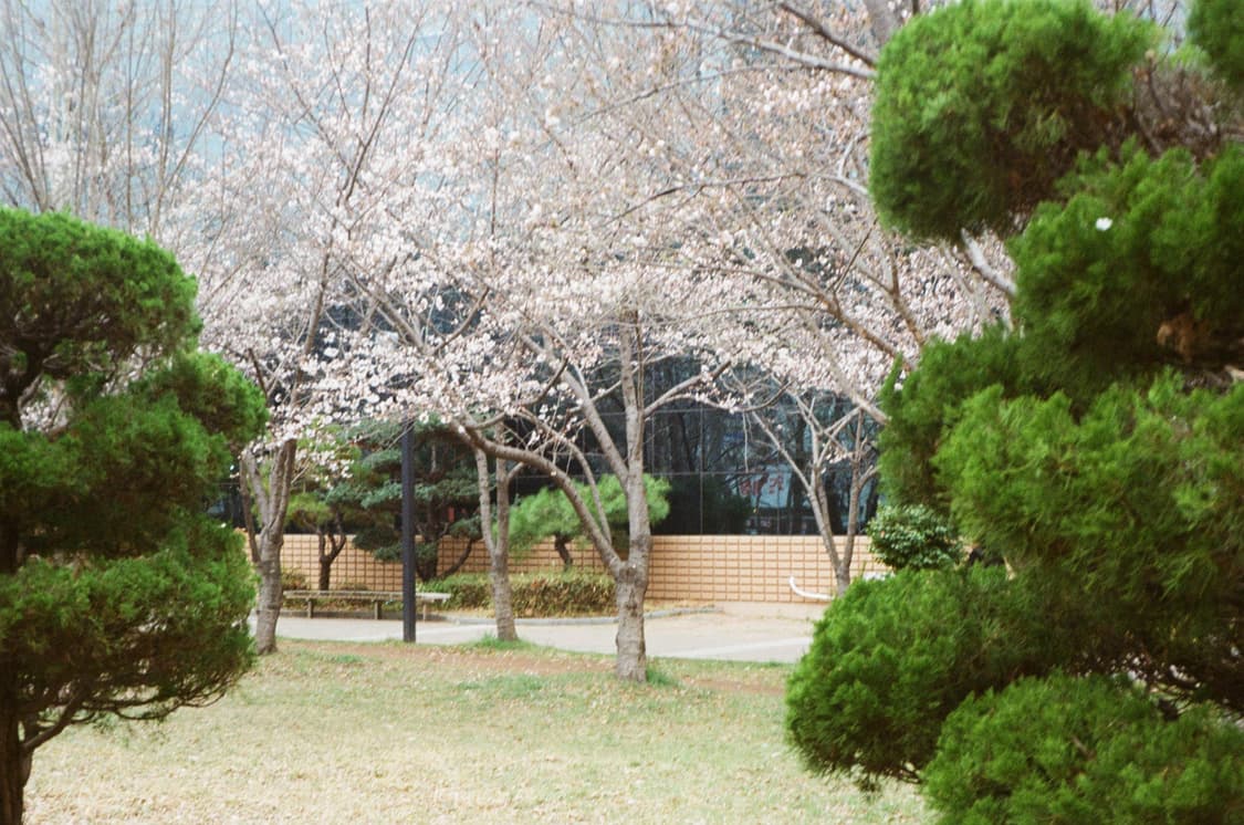 삼성 af zoom 800 필름카메라 필카 상품이미지4