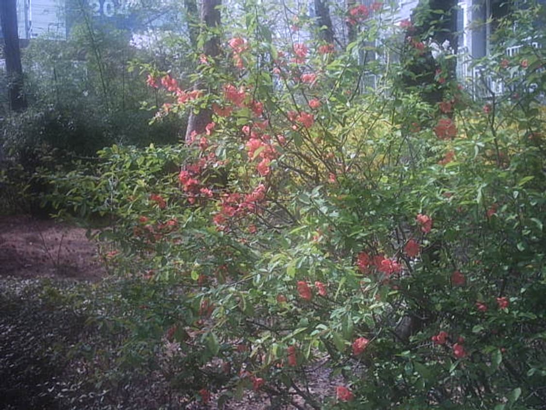 HITACHI HDC-1 디지털카메라(작례o) 상품이미지7