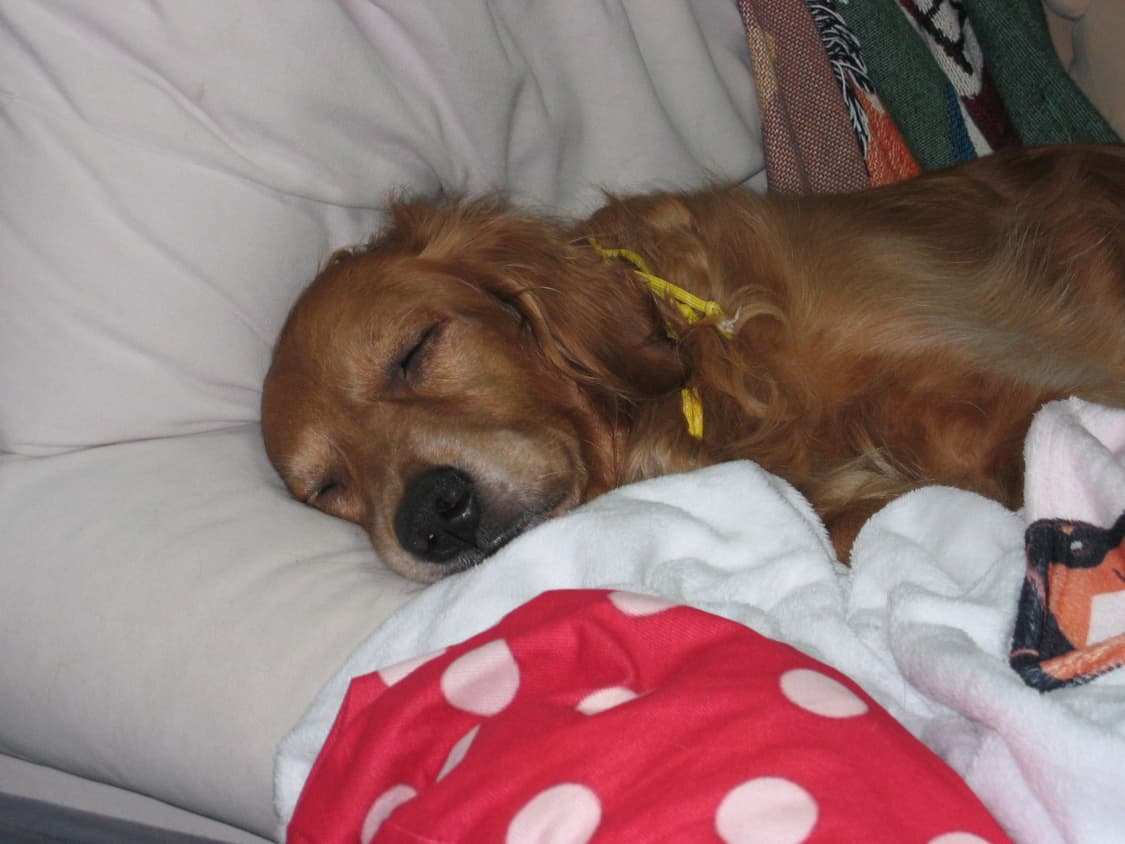 (작례O) Canon ixy 400 (ixus 400) 캐논 익시 익서스 상품이미지2