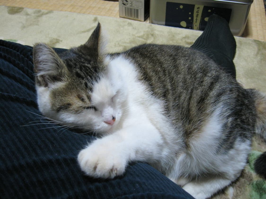 캐논 파워샷 Canon PowerShot A530 실버 상품이미지4