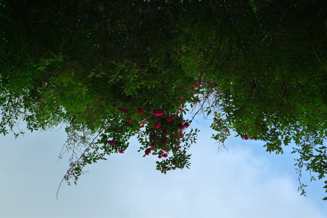 파나소닉 루믹스 LX3 상품이미지5
