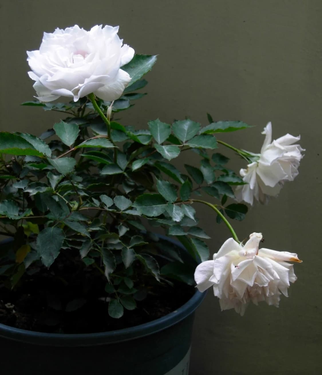 (마지막가격/작례○)니콘 쿨픽스 p4 상품이미지10