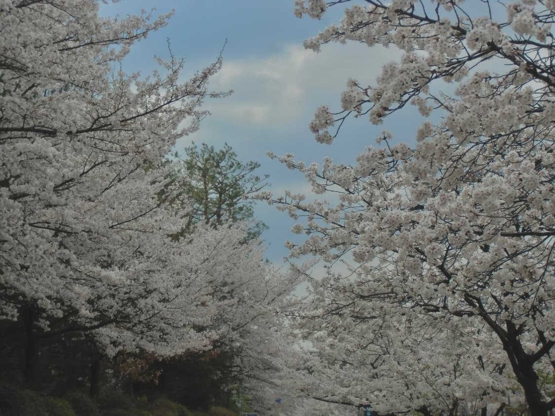 카시오 EX-ZS150 판매(작례 있음) 상품이미지10