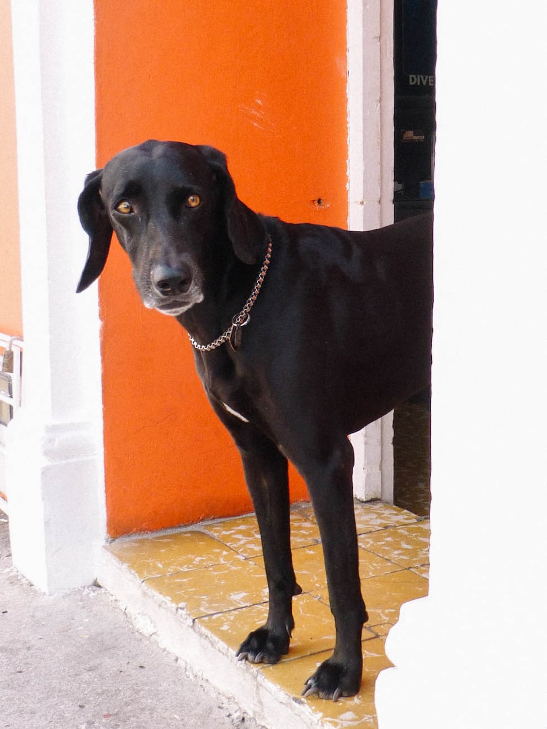 Olympus Mju 760 (올림푸스 뮤 760) 상품이미지8