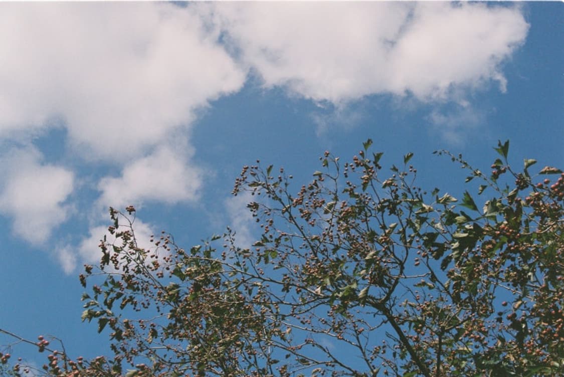 치논 제네시스2 필름카메라(빈티지 카메라) 상품이미지9