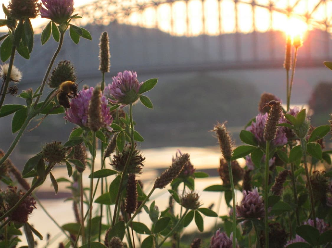 CANON IXUS 800 캐논 익서스 800 빈티지 디지털카메라 디카 상품이미지5