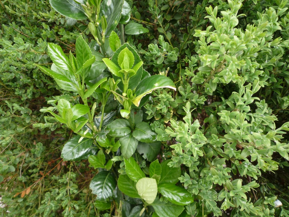 (작례ㅇ/필름색감)📸리코 RICOH CX2 블랙 상품이미지8