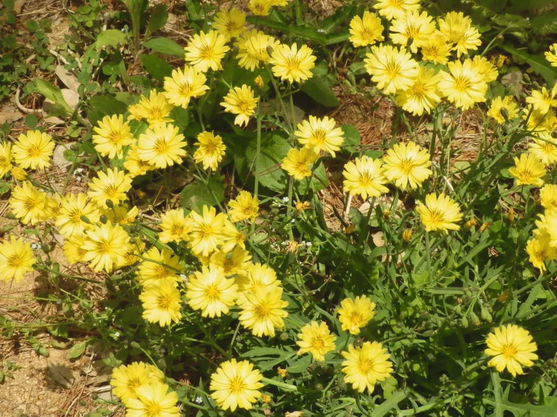 올림푸스 SP-610UZ 블랙 디지털 카메라 상품이미지6