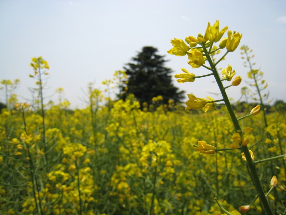 (풀박스)캐논 익서스 Canon IXUS 110 IS 블루 상품이미지2