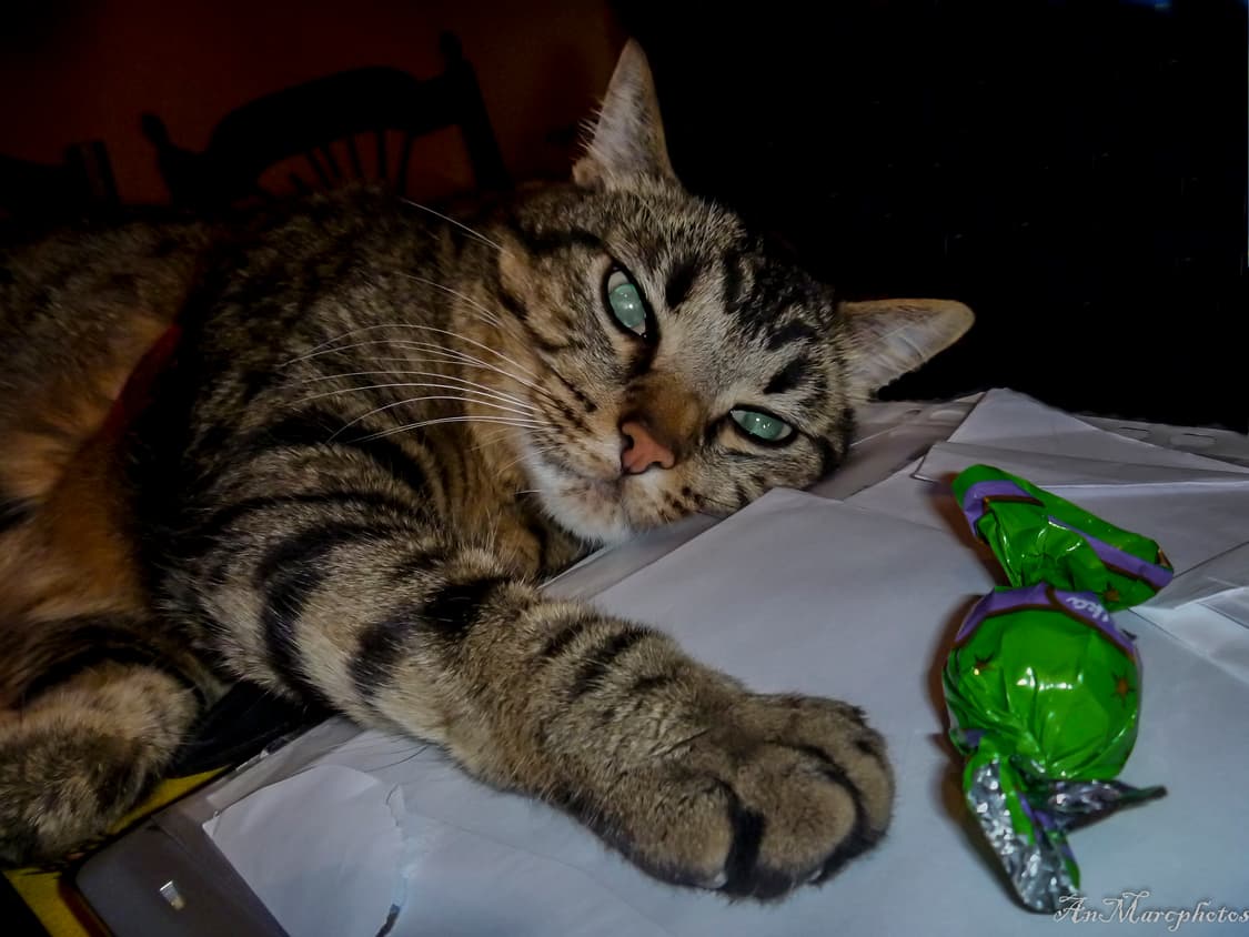 (희귀매물) 파나소닉 루믹스 FP1 디지털카메라  상품이미지8