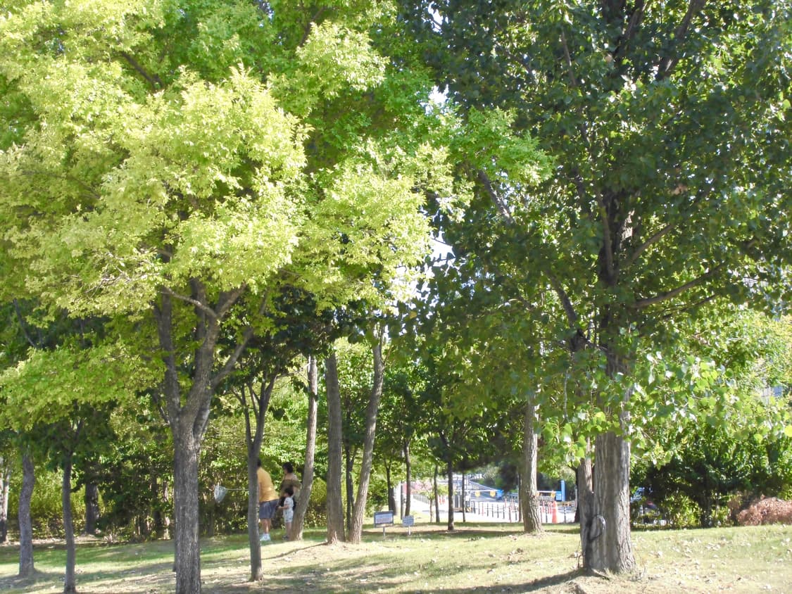 [*풀박!🫧/작례⭕️] 카시오 엑슬림 EX-ZS35 환승연애 현지 디카 상품이미지10