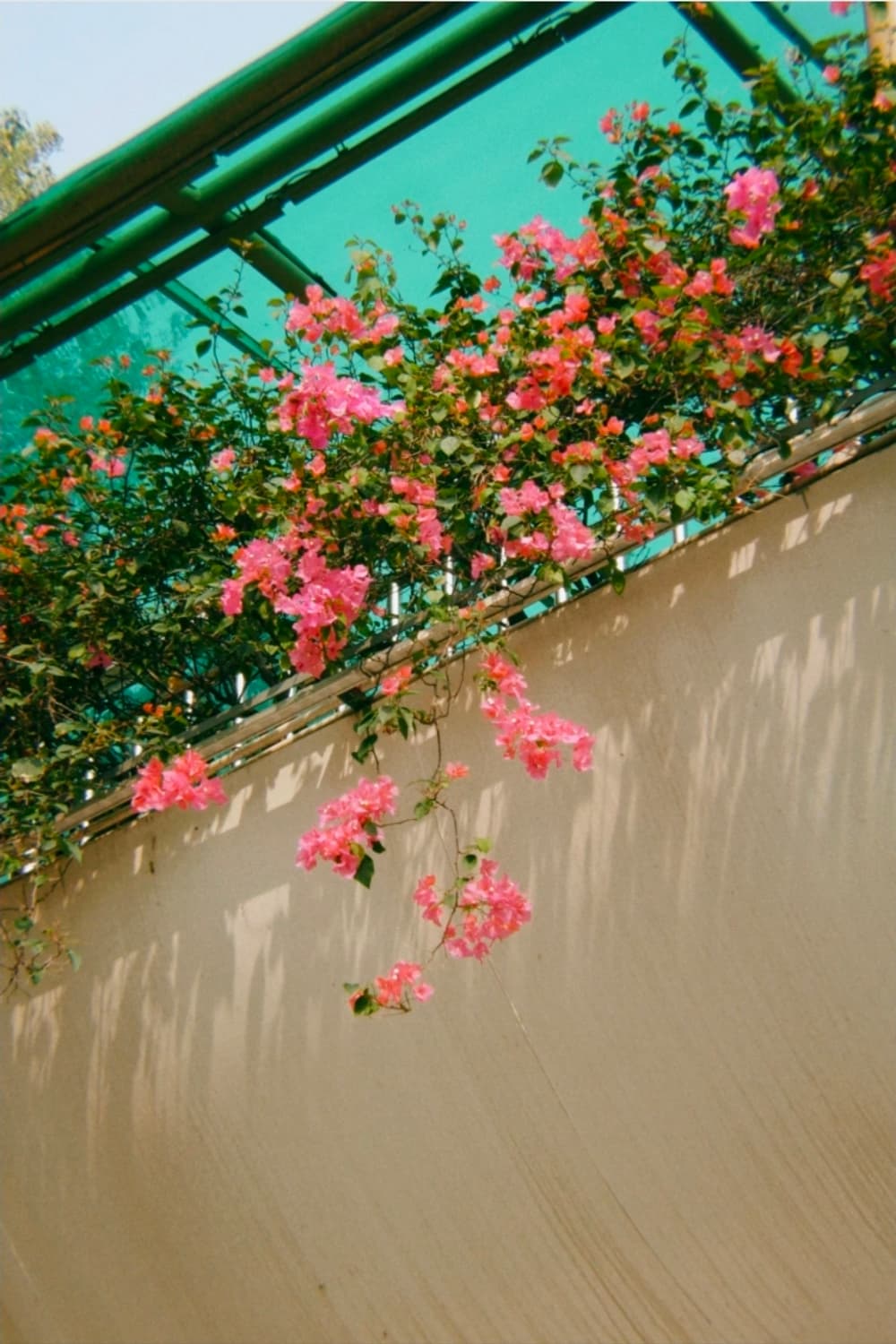 작례○) 니콘 쿨픽스 p4 상품이미지8