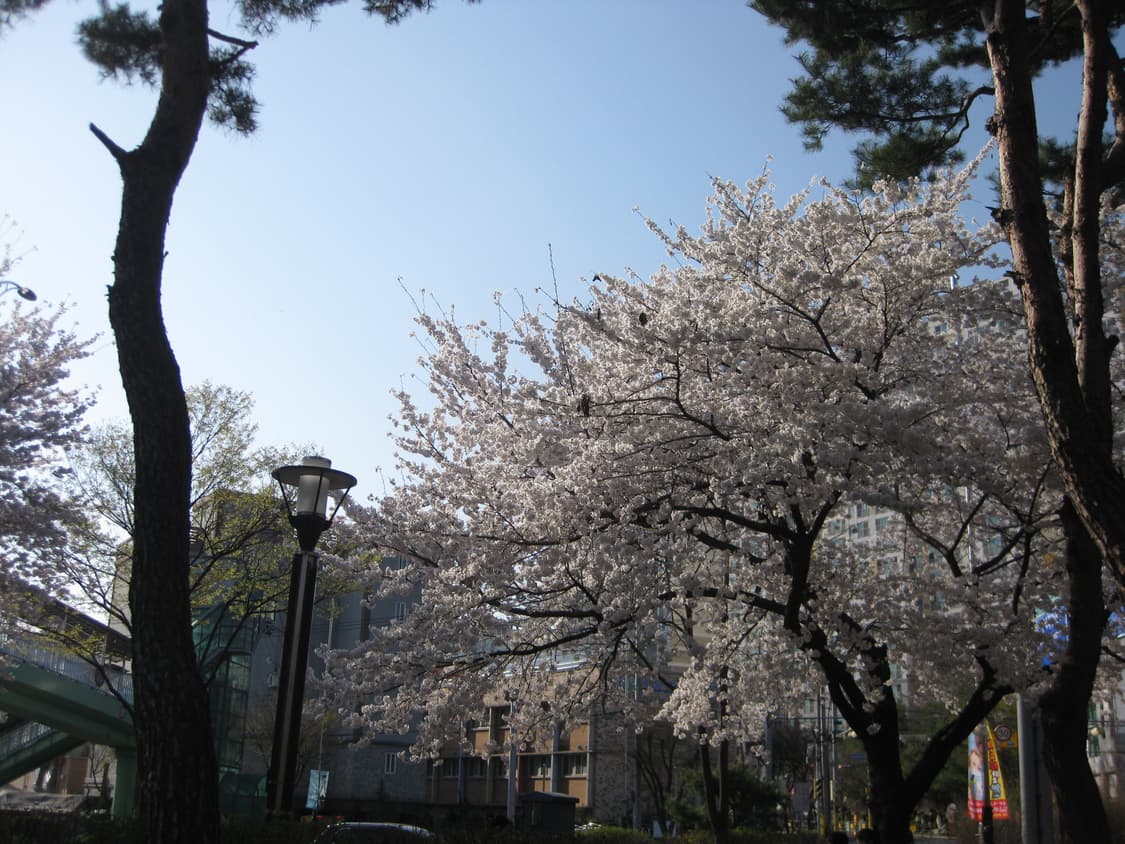 캐논 IXUS 90 IS 실버 디지털 카메라 상품이미지10