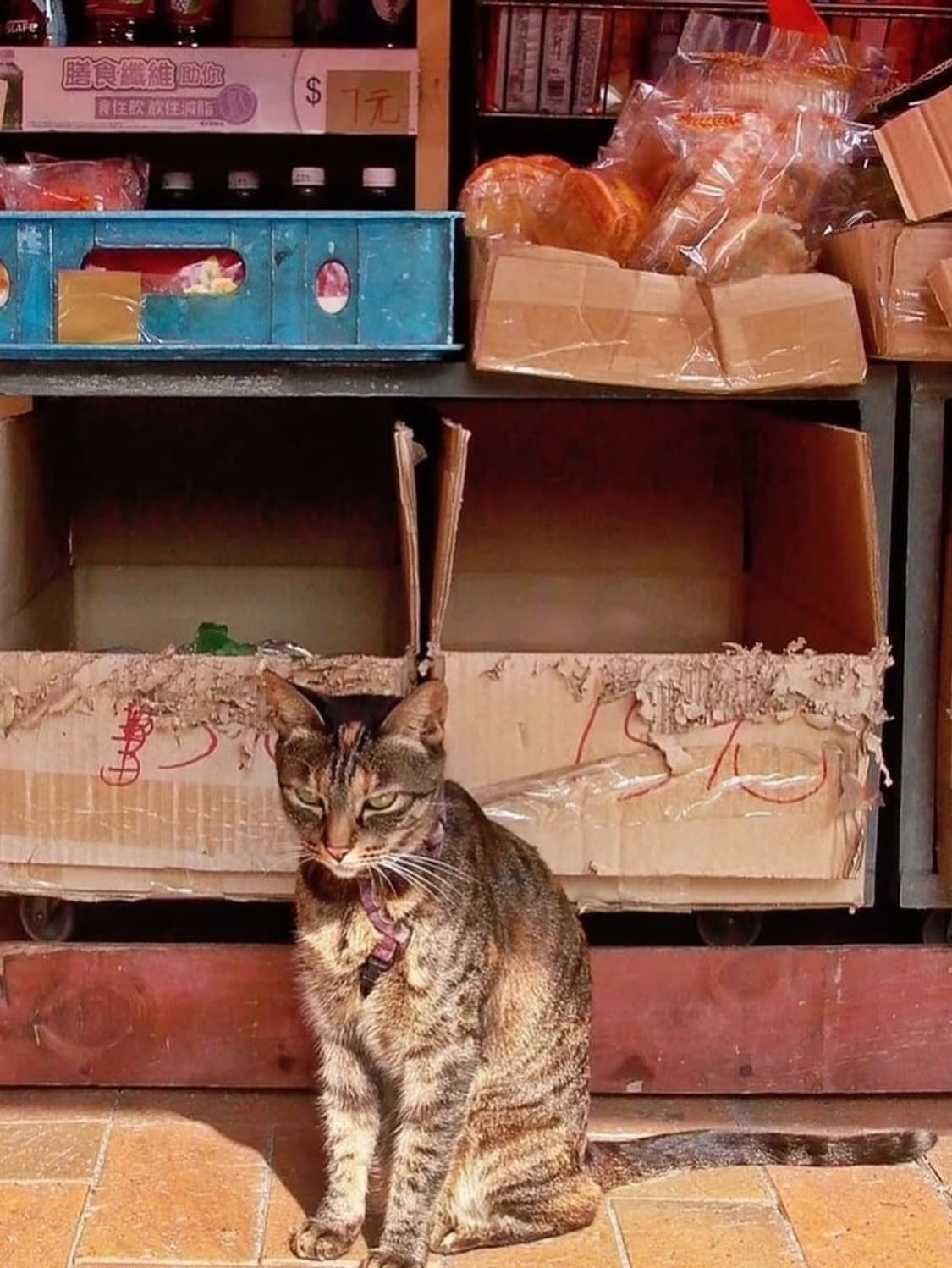 라이카 디지룩스1 박스세트 상품이미지6