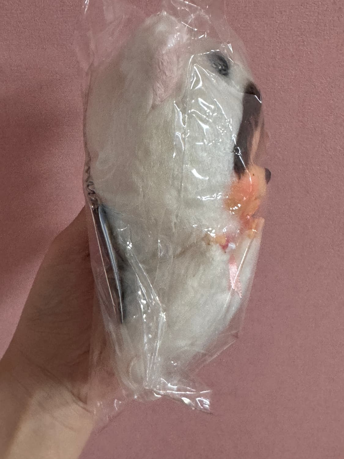 몬치치 오코조 족제비 몬치치  상품이미지2