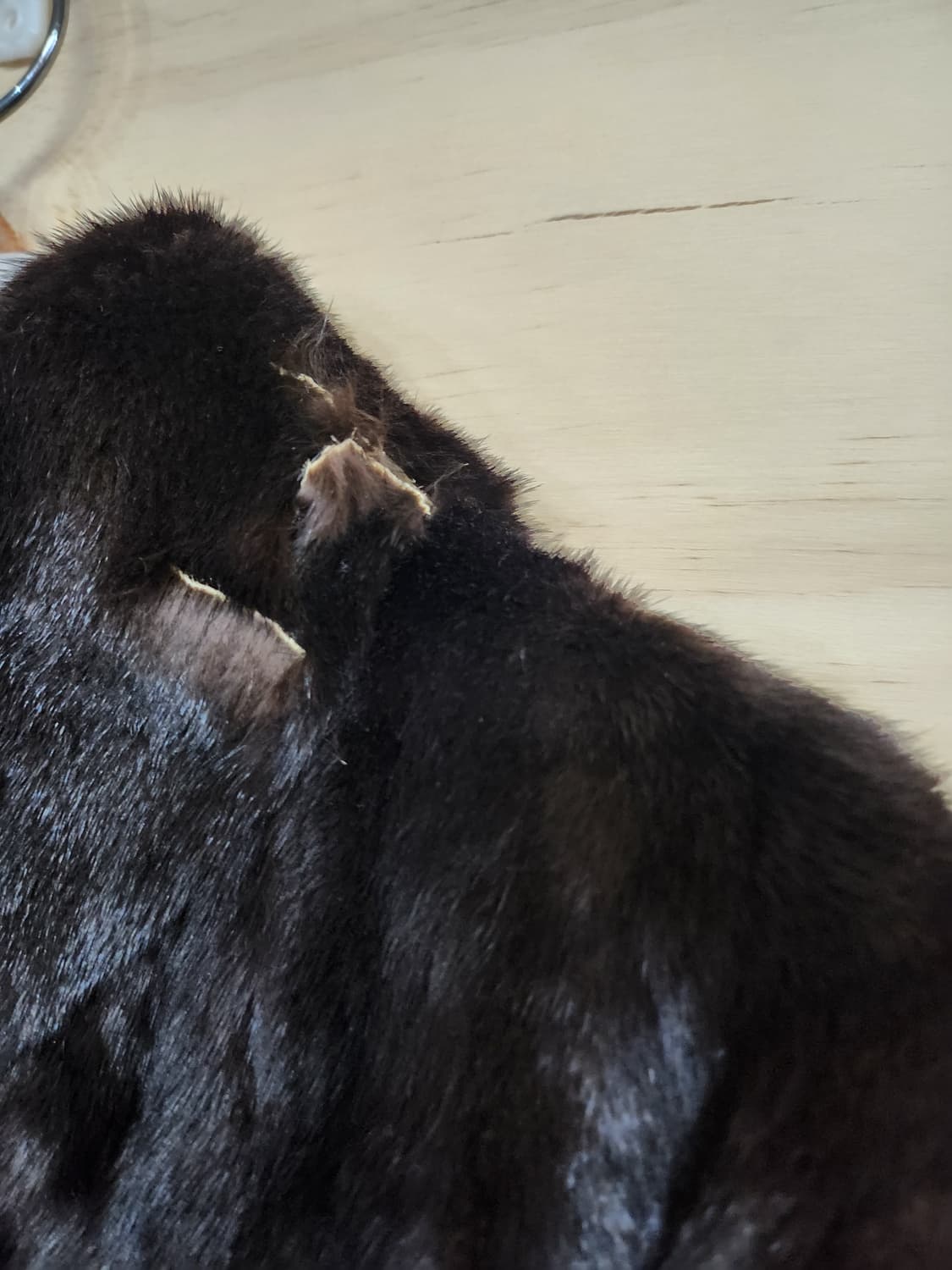 490) 진도 JINDO 밍크코트 상품이미지5