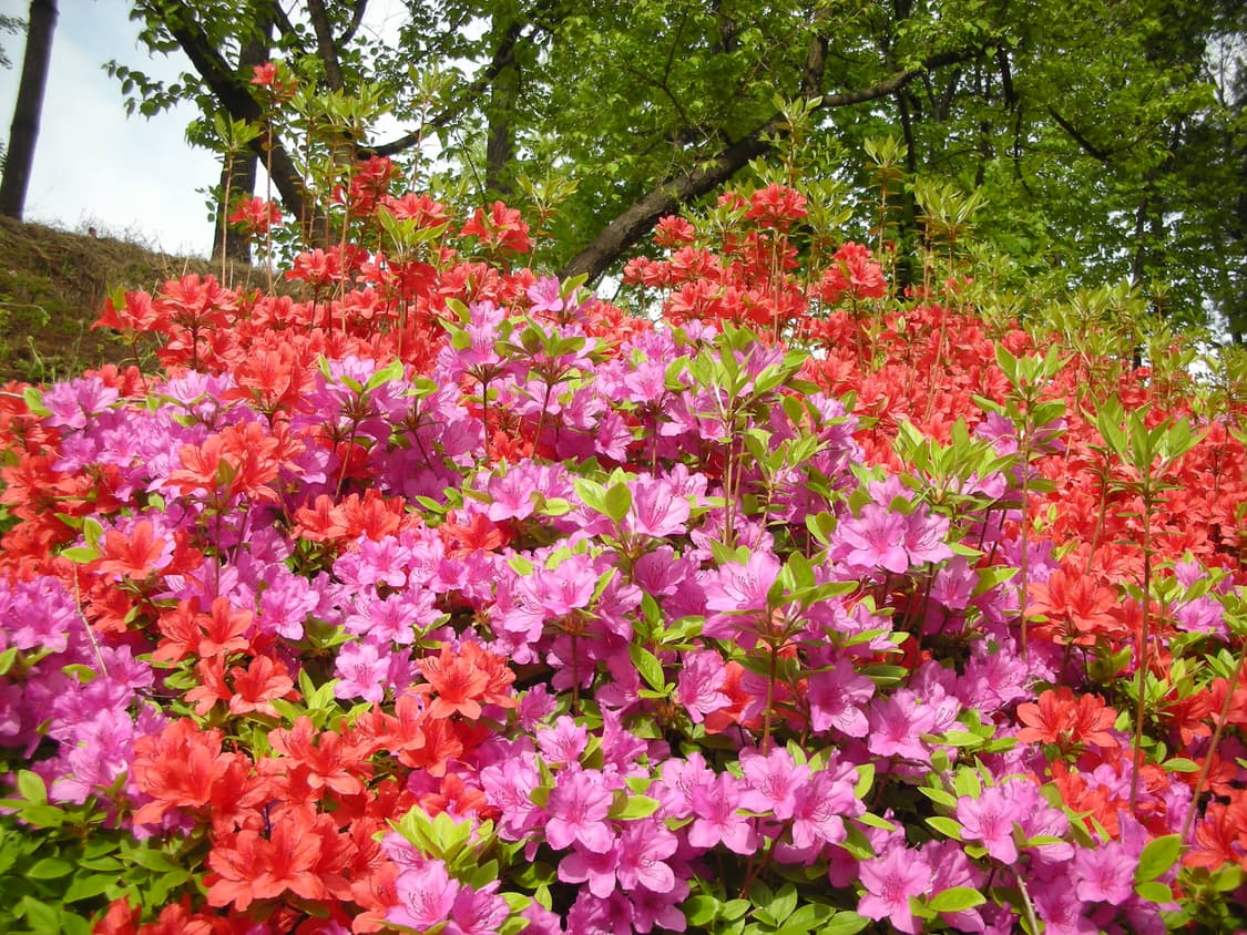 니콘 쿨픽스 s8 상품이미지9