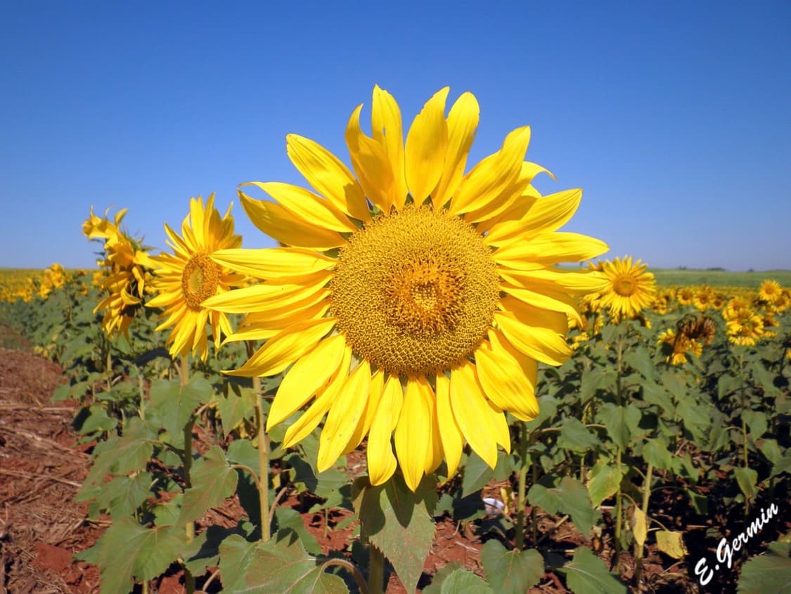 (한국어 지원✨) 올림푸스 Olympus FE-5030 디카 디지털카메라 상품이미지9