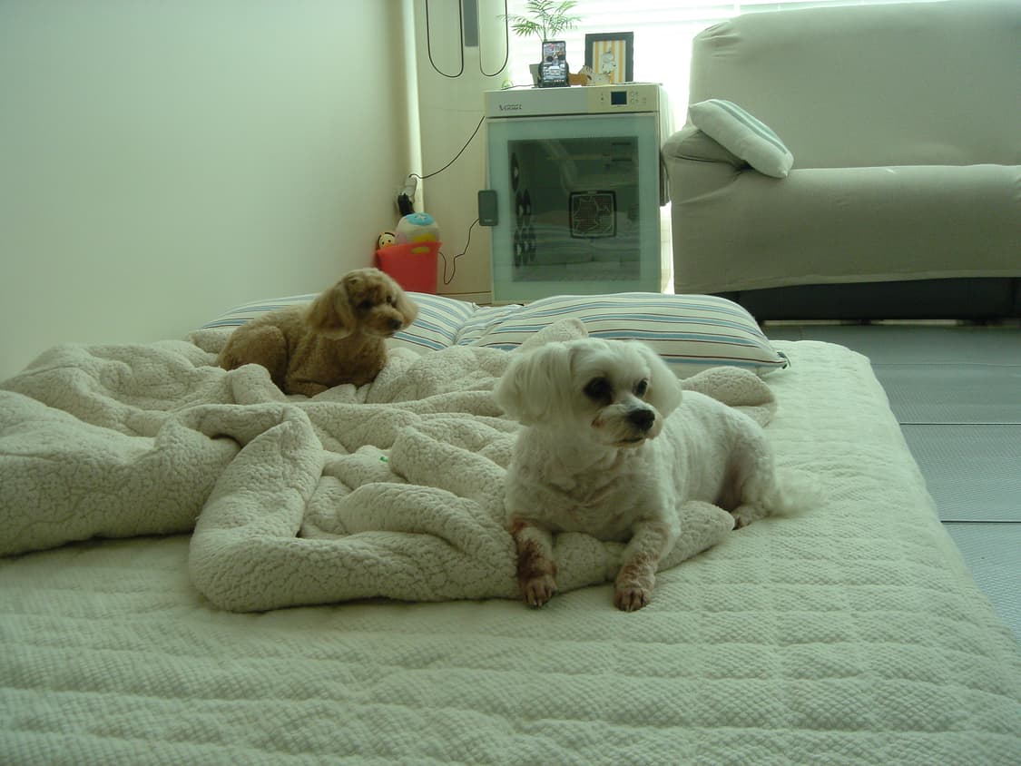 빈티지디카 소니 t1 상태좋음 상품이미지9