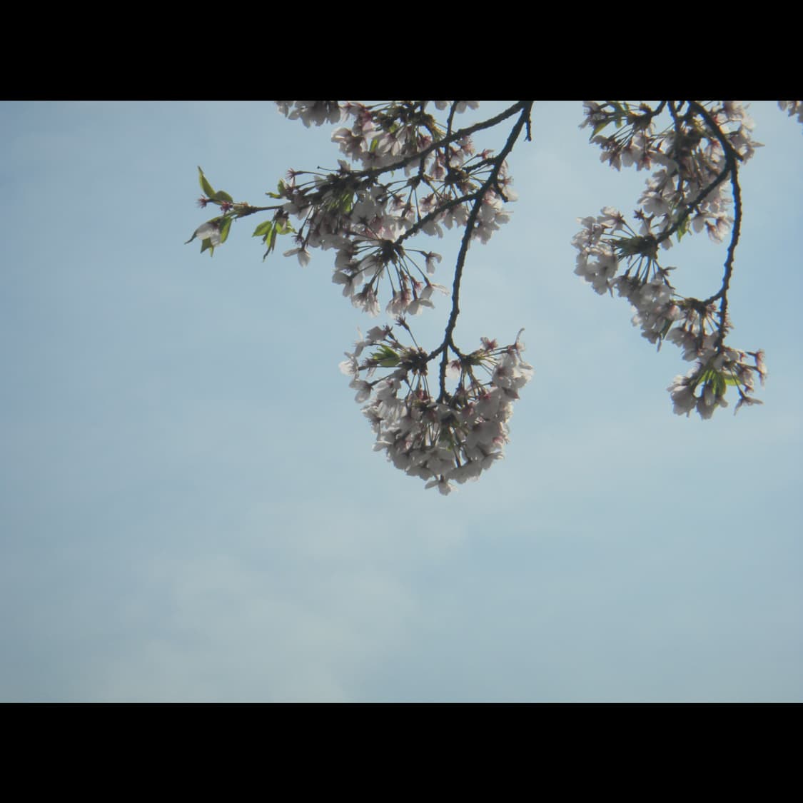 작례⭕️ 니콘 쿨픽스 S1000 PJ 빔프로젝트 상품이미지6