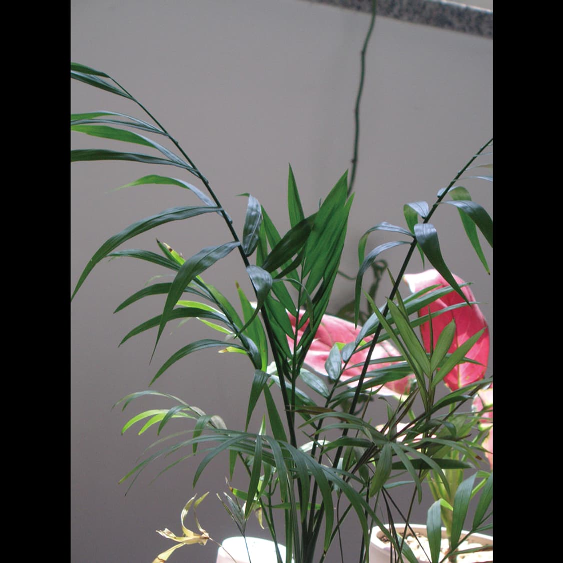 작례⭕️ 미놀타 디미지  디마지 X50 X-50 상품이미지9