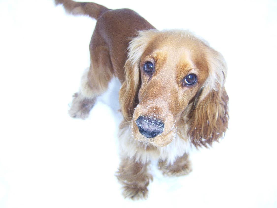 셀카) samsung kenox a7 삼성 케녹스 a7 디카 셀카 상품이미지9