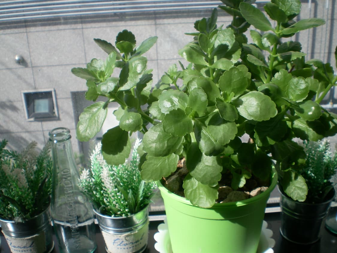 Sanyo Xacti DSC-S7 디카 상품이미지3