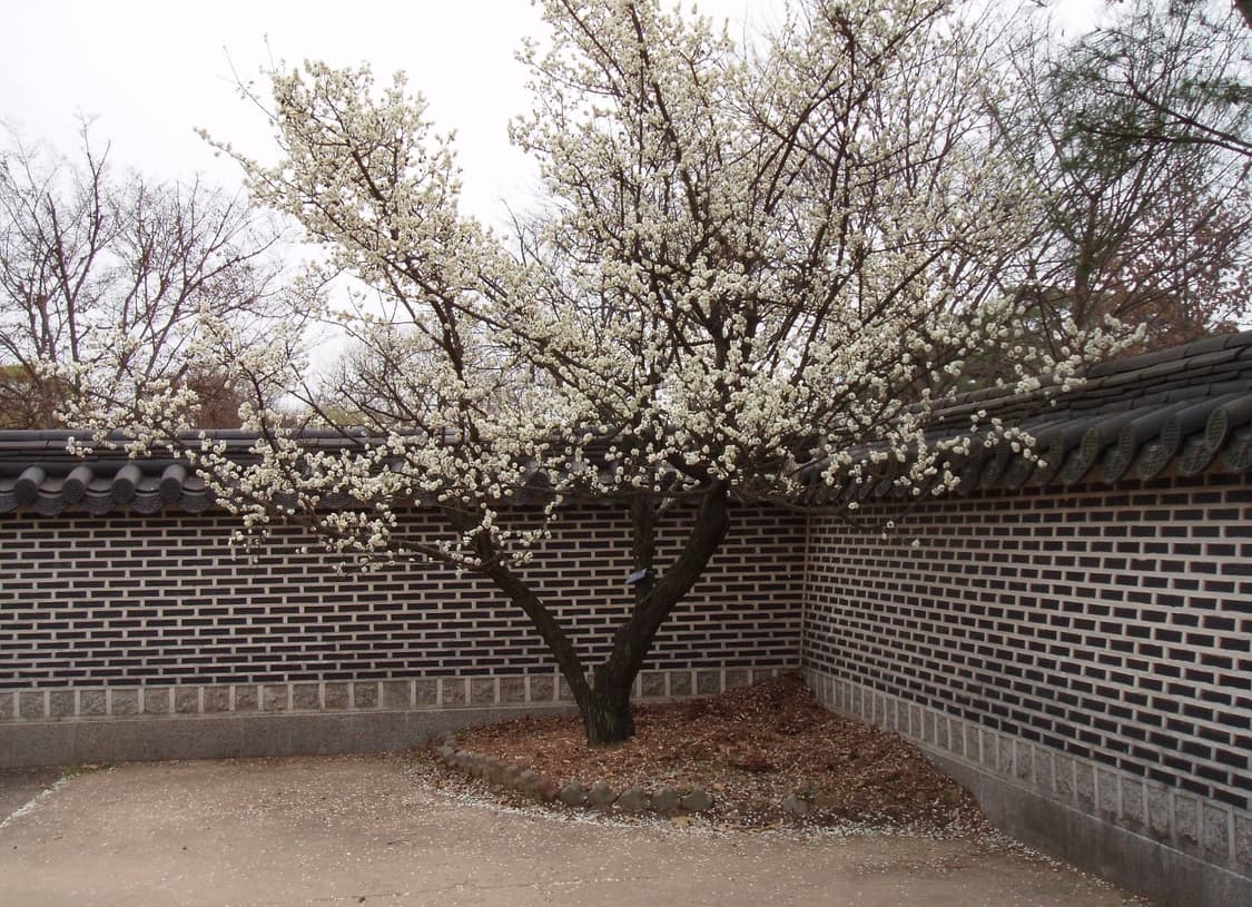 올림푸스 뮤 디지털 500 카메라 (작례포함) 상품이미지6