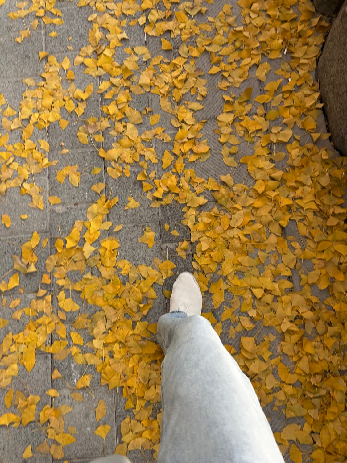 ss23 더로우 Tyler 레이스 업 41 상품이미지3