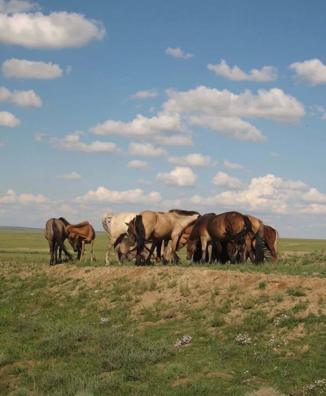 캐논 익서스 ixus50 (파워샷 sd400) 디지털카메라 상품이미지10