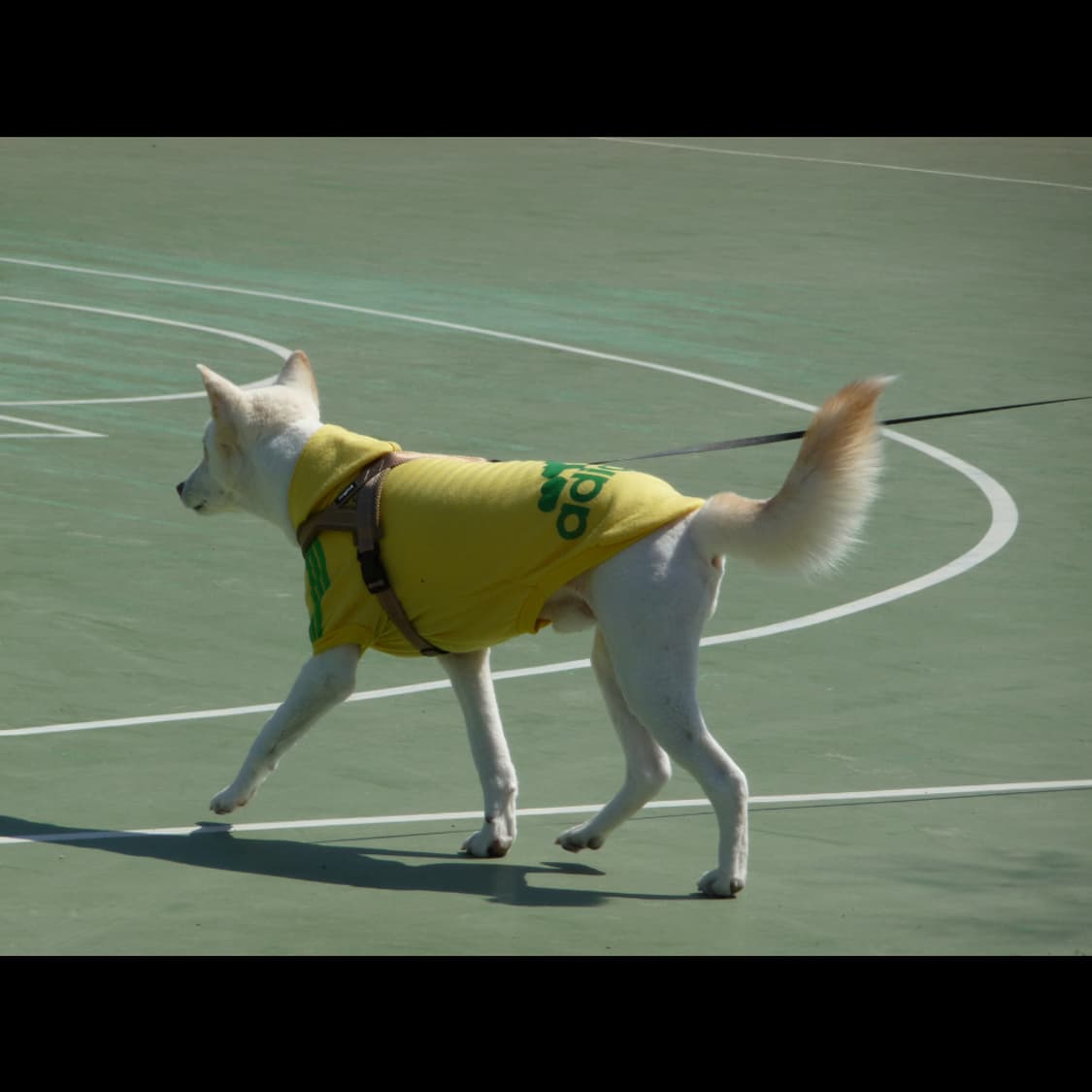 작례⭕️ 파나소닉 루믹스 DMC-TZ5 상품이미지7