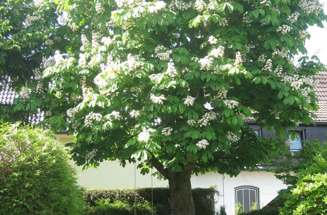 캐논 익시 20is/익서스 80is 빈티지 디지털 카메라(작례있음) 상품이미지4