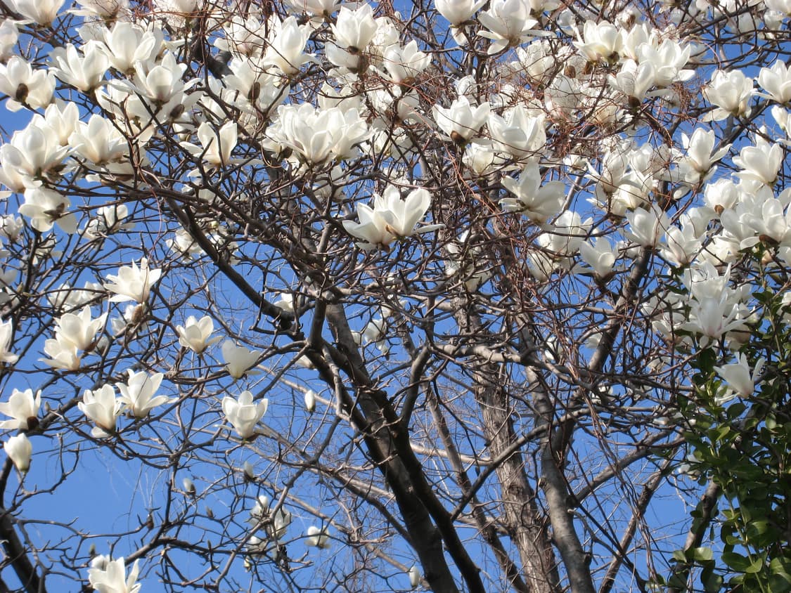 빈티지 디카) 캐논 익서스850 파워샷 SD800 판매 상품이미지8