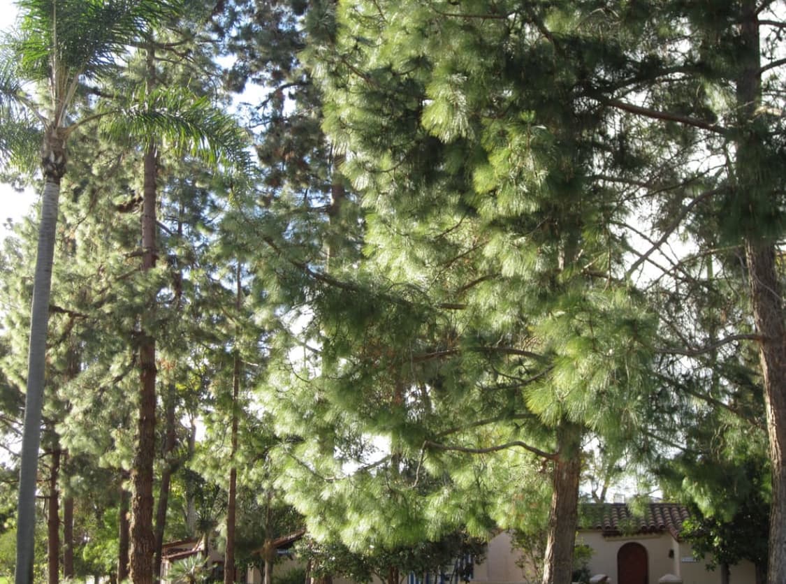 작례 ㅇ) 캐논 ixus 90 미우미우 초희귀 익서스 90 디카 상품이미지3