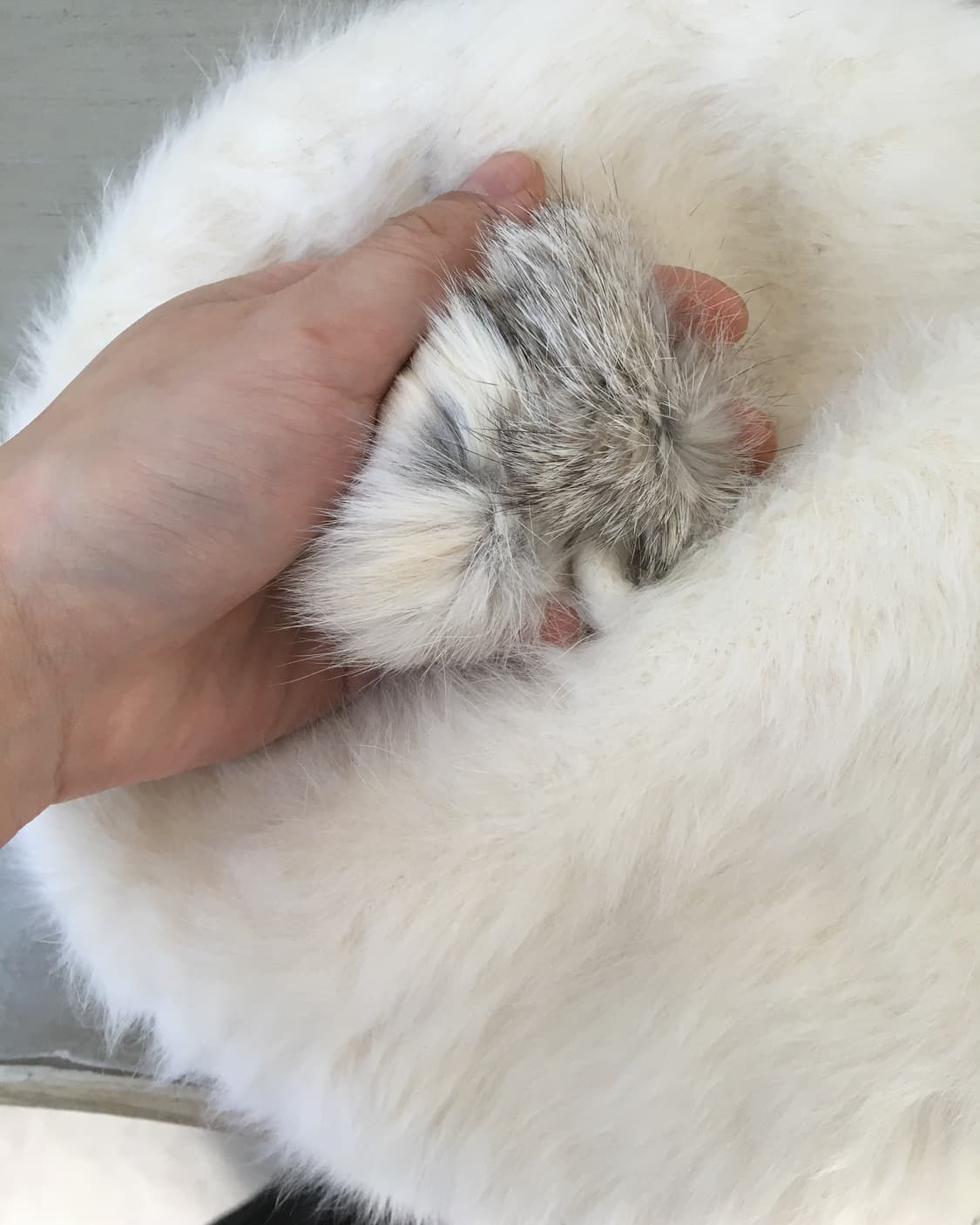 pom fluffy berert 상품이미지5