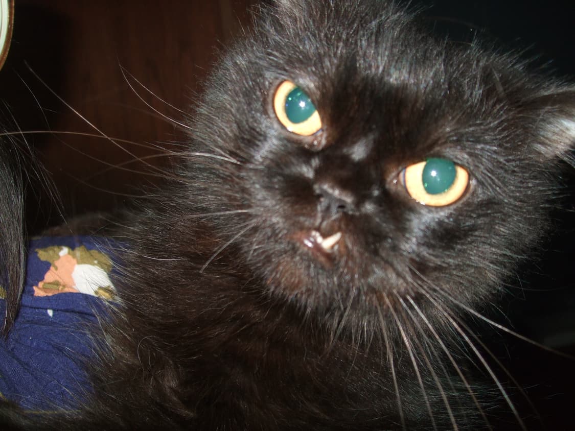 📸 후지 파인픽스 F40fd ✨ 감성색감 제대로 담기는 명기디카🌸 상품이미지6