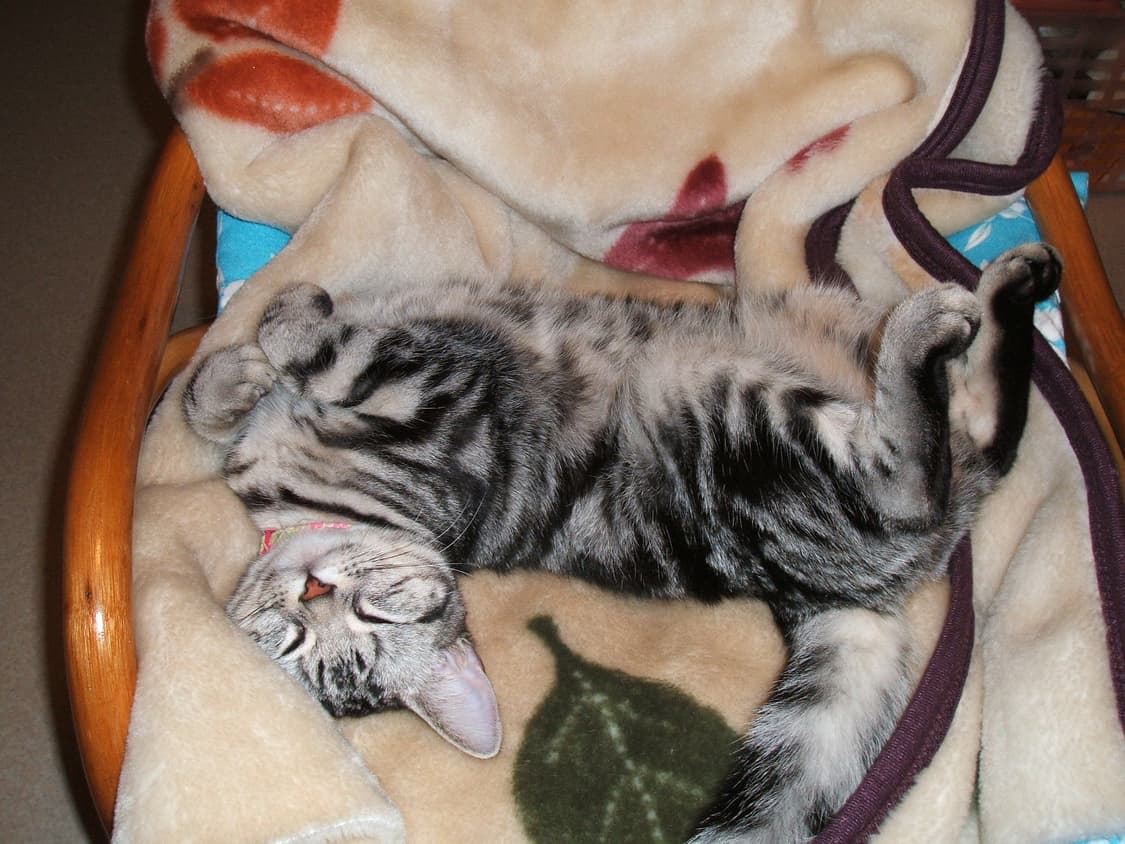 🍑핑크디카✨️민지픽 🍑Fujifilm FinePix Z5fd 상품이미지4