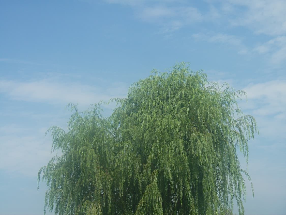 [소프트 포커스, 풀박스] 펜탁스 Optio WP 방수 디카 상품이미지9