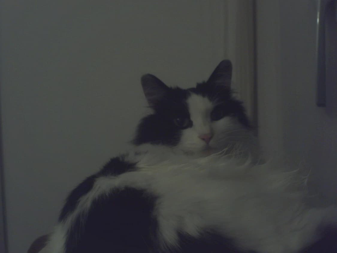 디카 팔아요~ 상품이미지4